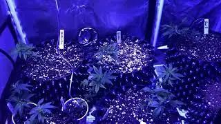 Stealth grow 2x3 viparspectra 600w led growlight foxfarm dirty dozen veg week 1 day 3