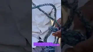 #halter #making #ongolecow