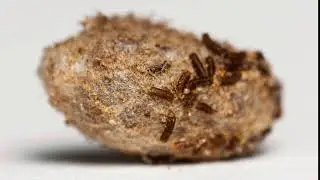Mason Bee Cocoon before cleaning