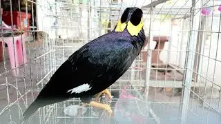 Full clip7 of bread eating,sarika keo voung,​birds, #birds, #pet, #animalshome, #animals. 
