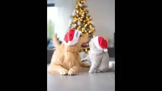 Christmas Magic With your  Pawsome Duo🎄🐶