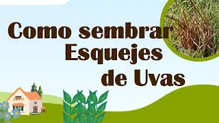 Como sembrar esquejes de uvas