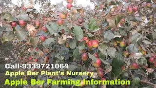 Apple Ber Farming Full information in One Video || Apple Ber Nursery in Kolkata Call-9339721064