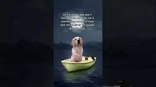 Hefty Scoops #titanic #goldenretriever #myheartwillgoon #dog #dogshorts