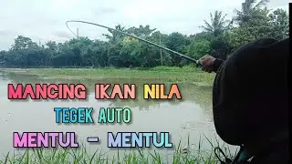 Mancing ikan nila || Asalkan tegek mentul-mentul, Hatiku bahagia || Fishing rod shake by tilapia.