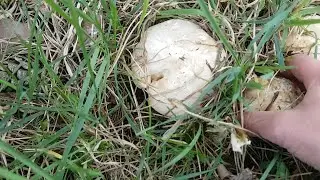 Finally St. George's mushrooms