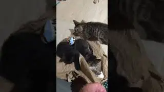 Fab4 kittens playing 1Sep2021