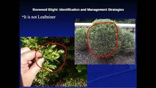Boxwood Blight: Identification and Management Strategies with Patrick Mawhinney