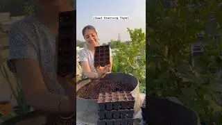 Seed starting Tray #shortsindia #seedsowing #seedstarting #balconygardening #containergardening