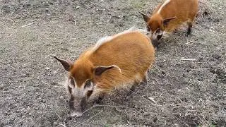 Red River Hogs Follow the Keepers