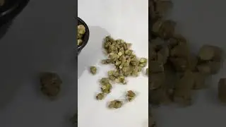 Piplamool - Ganthoda - Pipal Mul - Pipla Mool - Pipalmool - Piplamul - Popramool - Pipramul