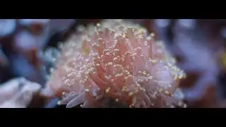Different Perspective - BMPCC 4k Cinematic Underwater Anamorphic test