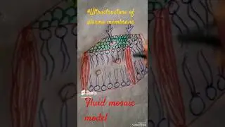 how to draw plasma membrane easily #biology #youtubeshorts #viral #ncert