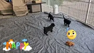 Welcome to Puppy Paradise: Where Naps are Frequent and Mischief is Mandatory!