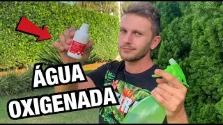 OLHA SÓ o que a ÁGUA OXIGENADA fez nas minhas PLANTAS