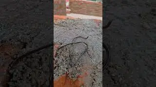 Worm Snake #youtubeshorts #shortsvideo #trending