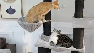 Maine Coon Play Tower &ndash; Robust XXL Scratching Post for Large Cat Breeds