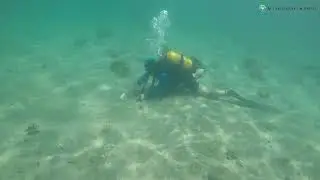 Pinna nobilis: The boundaries of the study area in  Ocaklar Bay, Turkey