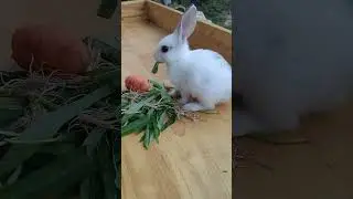Very Smart and Adroable Binky Baby Rabbit Life #Short