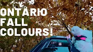 Fall colours: Highway 60/Algonquin Provincial Park