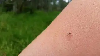 Vaccine clinical trials for mosquito-borne diseases, including success with a West Nile vaccine
