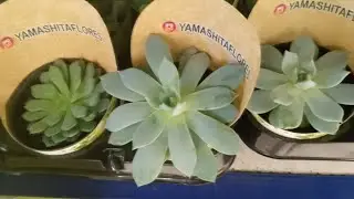 #Suculentas CARREFOUR viralvideo#plantas#casa#amizade 
