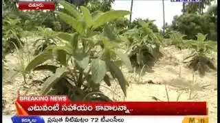 AP Farmers Concentrate On Drugs Crops Cultivation -Mahaanews