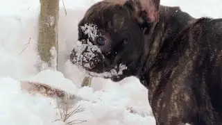 Egor Is Searching for a Stick in Deep Snow | French Bulldog