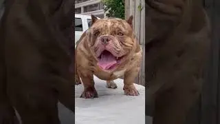 Danger Rarest American Bully In The World #exoticbullies #dangerous