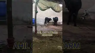 AHIL CATTLE FARM #foryou #cattlefarm #toptrending #1millionviews #dailyvlog #dairyfarm #mandiupdates