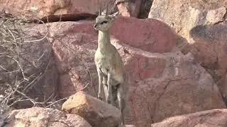 Male Klipspringer