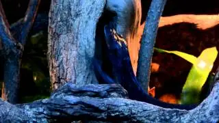 Varanus beccarii