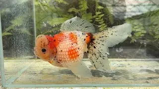 Wonderful Zhao’s Calico Crown Pearlscale