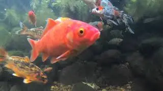 Koi Fish Underwater 4K