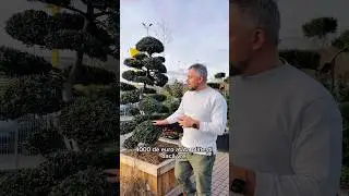 4000 de euro. Atat platesti cand vrei linii curate, control total si arhitectura vie. #plante