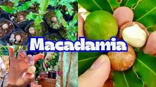 🇵🇪 Comiendo MACADAMIA EN PERU, Germinación y cosecha 🇵🇪⚠️