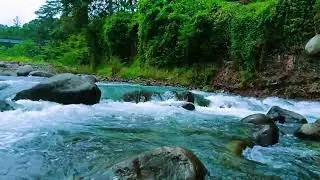 River Sounds White Noise for Sleep | Wild Forest Rapids Sounds | Flowing Water Sounds, No Birds
