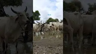 البقرة في القرية تشرب ماء المطر العذب من البركة.