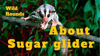 About sugar glider | the airborne marsupial | wild rounds