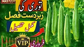 فروری کے مہینے میں دیسی توڑی ہائی بریڈ توری واٹ والی توری لگائیں اور 8 ماہ تک پیسے کمائیں