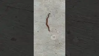 Real Planaria - An example for asexual reproduction.