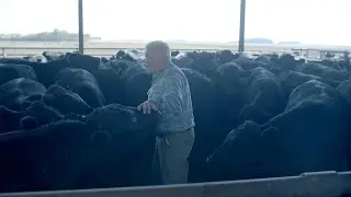About Us - BetterFed Beef
