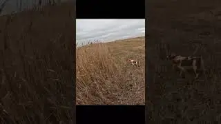 Эпаньоль Бретон охота на фазана  #легавая #20калибр #breton #caccia #hunting