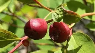Have You Ever Gone Huckleberry Picking?