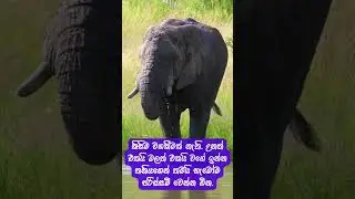 Majestic Elephant Drinking Water | Animal Short for Kids#shorts