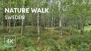 4K Swedish Nature Walk &ndash; From Old Gravel Road to Off-Trail Path
