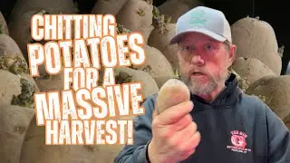 How to Chit Potatoes | Best & Easiest Way to Prepare Potatoes for Planting