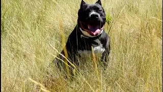 Black Mamba american bully XL