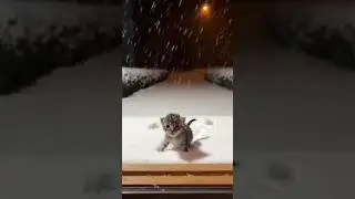 A Tiny Snow Explorer Showed Up at My Door ❄️🐱 | Door Camera Kitten Rescue