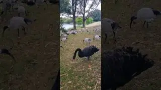 Black Swan Feeding : An ASMR Bird Feeding Experience #swans #birds #nature
